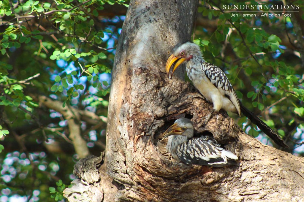 Chick attempting leave the nest