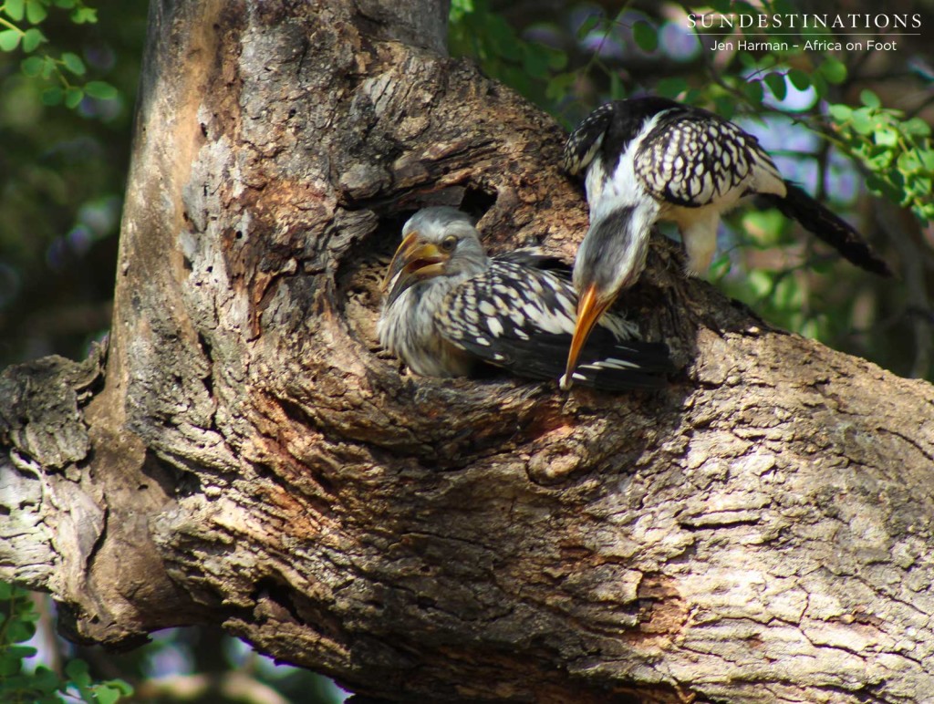 Hornbill chick almost ready to fly for the first time