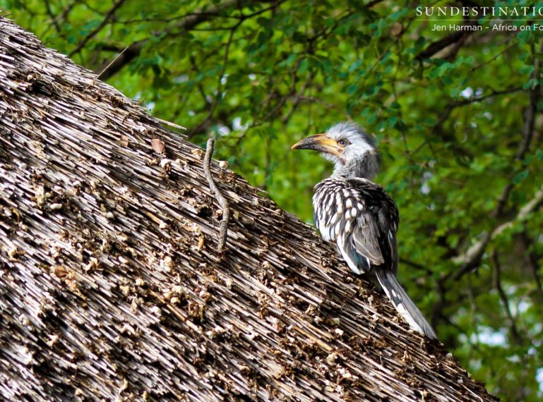 Hornbill Chick Flees the Nest