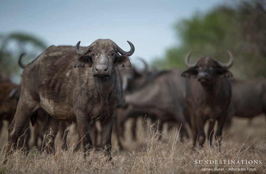 Large herbivores are moving in search of water and food