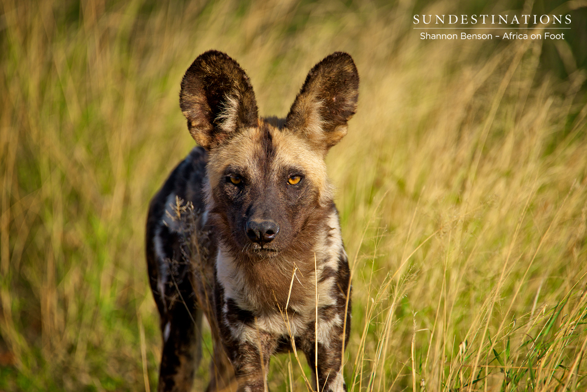 Wild Dog at Africa on Foot