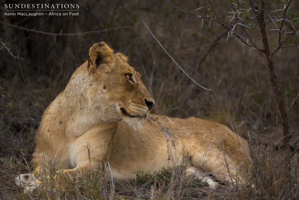 Breakaway lioness looking relaxed