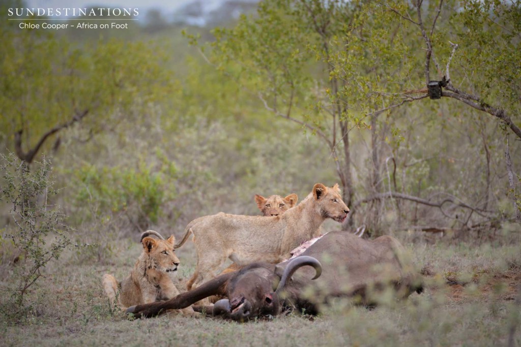 Most recent sighting of the Hercules Pride - 3 of the 4 subadults