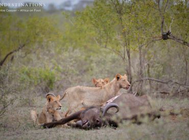 Last night brought some exciting lion activity that was about 800m away from a head on collision! The Hercules Pride ventured out of their usually hidden territory, and we know from experience that they remain as unnoticed as possible. Coming from the other direction (we are assuming Northern Klaserie) a pride of 8 unknown lions arrived […]