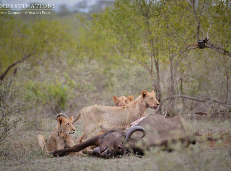 Unknown lions almost clash with Hercules Pride