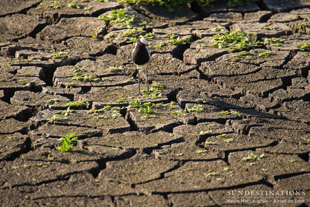 A blacksmith lapwing scouring the dry dam floor