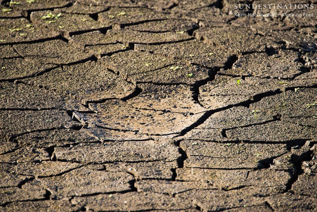 Thirsty ground