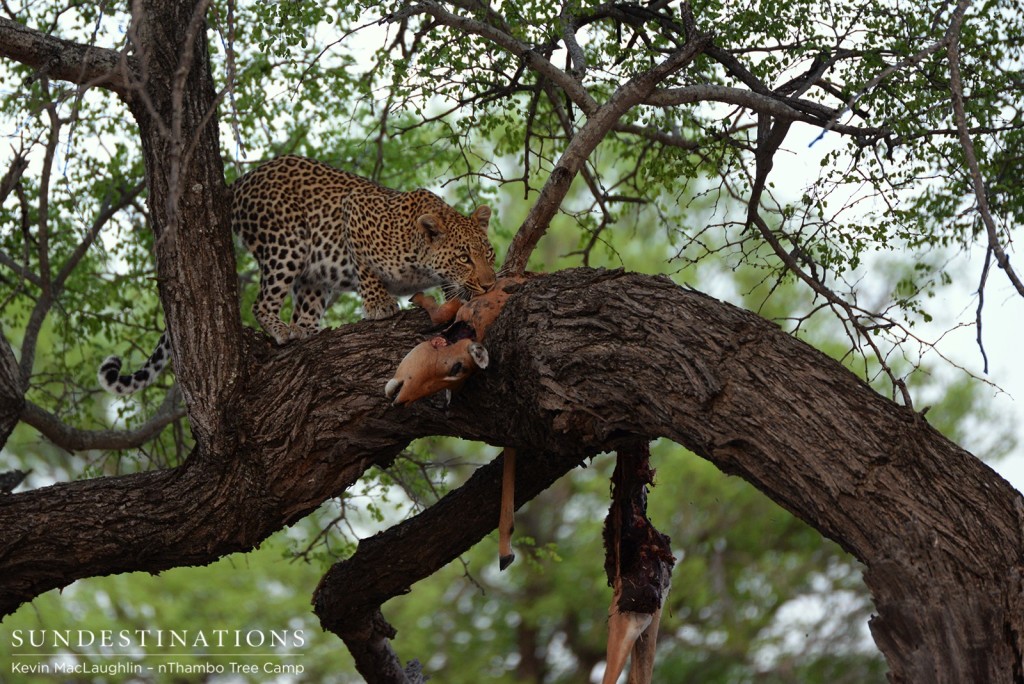 Rhulani feasting on an impala in a tree