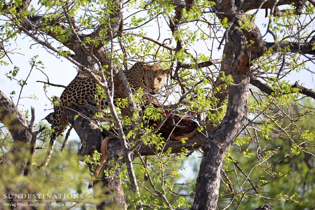 Zero, male leopard