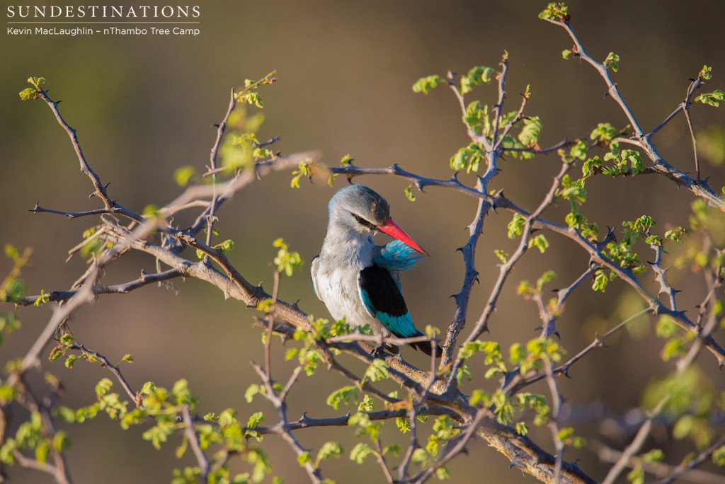 Woodland kingfisher mid-preen