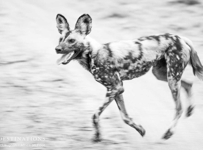 Two Weeks of Wild Dogs in Klaserie