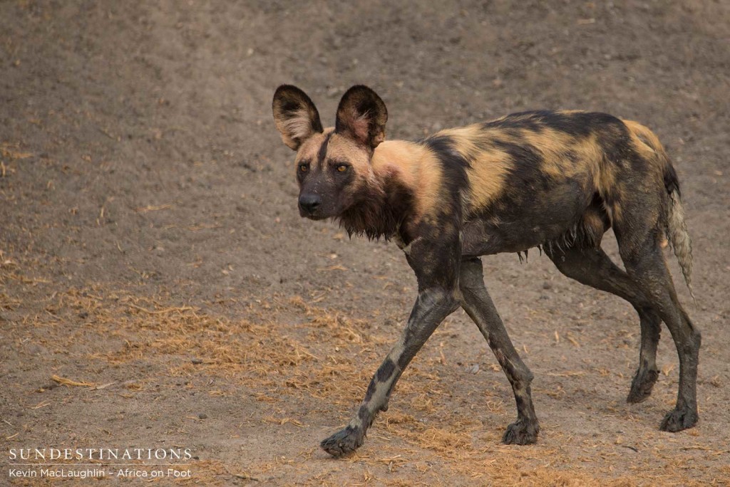 Wild dogs arrive at Buffel Dam