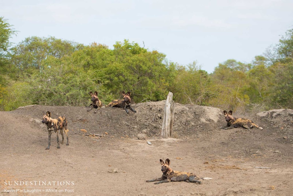 A handful of the 17-strong pack rest on the dam wall