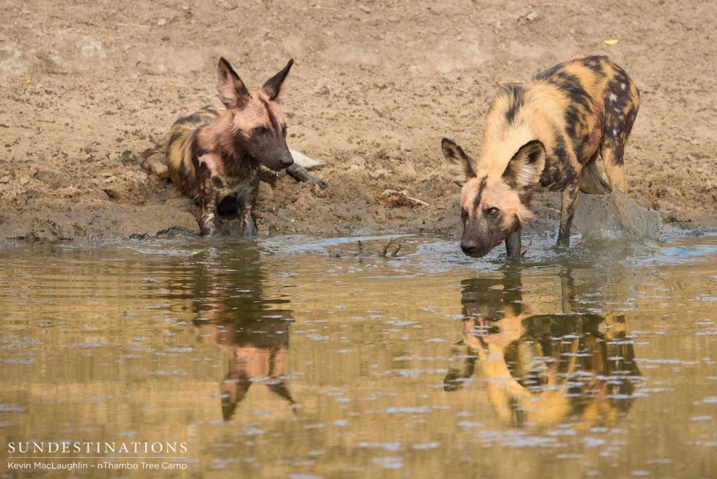 Thirsty dogs with evidence of recent meal on their fur