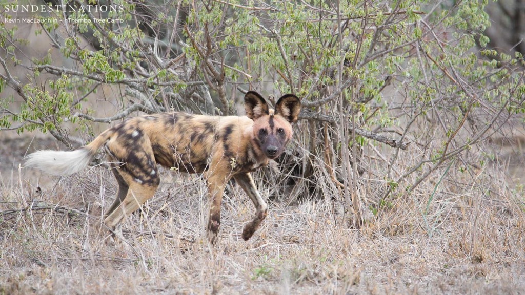 Pack of +-15 wild dogs