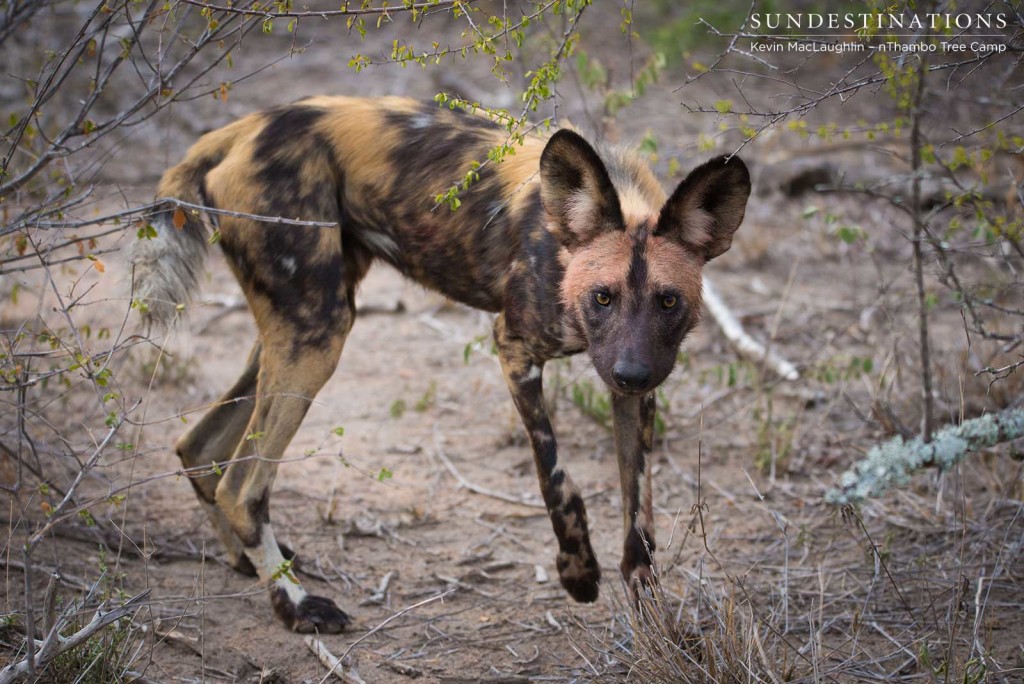 Wild dogs make 3 kills in one morning