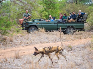 Yes, you read correctly. Wild dogs are right on our doorstep, yet again. Don’t think that tires us in any way – we could not be more privileged to have the best seats in the house for some of the most exceptional sightings of some of Africa’s most endangered predators! This morning topped it all […]