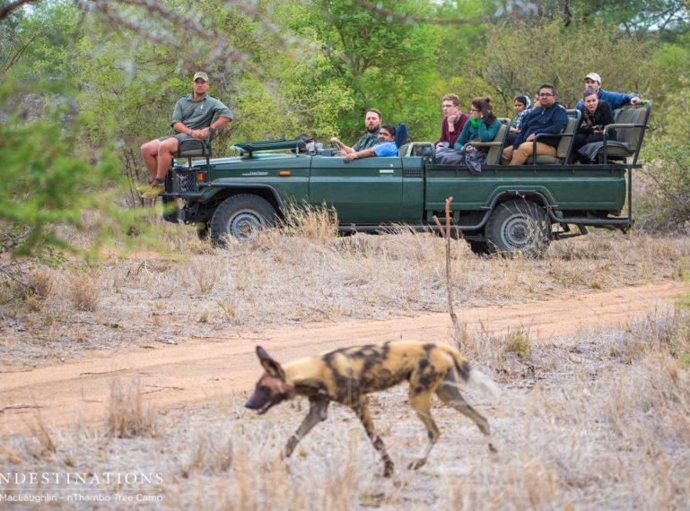 Wild Dogs, Hyenas & Predator Action at nThambo