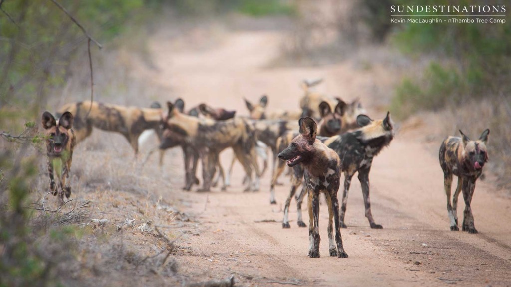 Estimated about 15 dogs seen this morning at nThambo