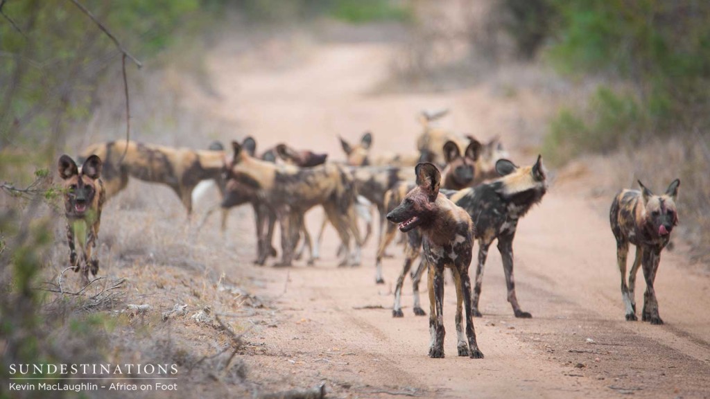 Large packs of wild dogs are seen more often