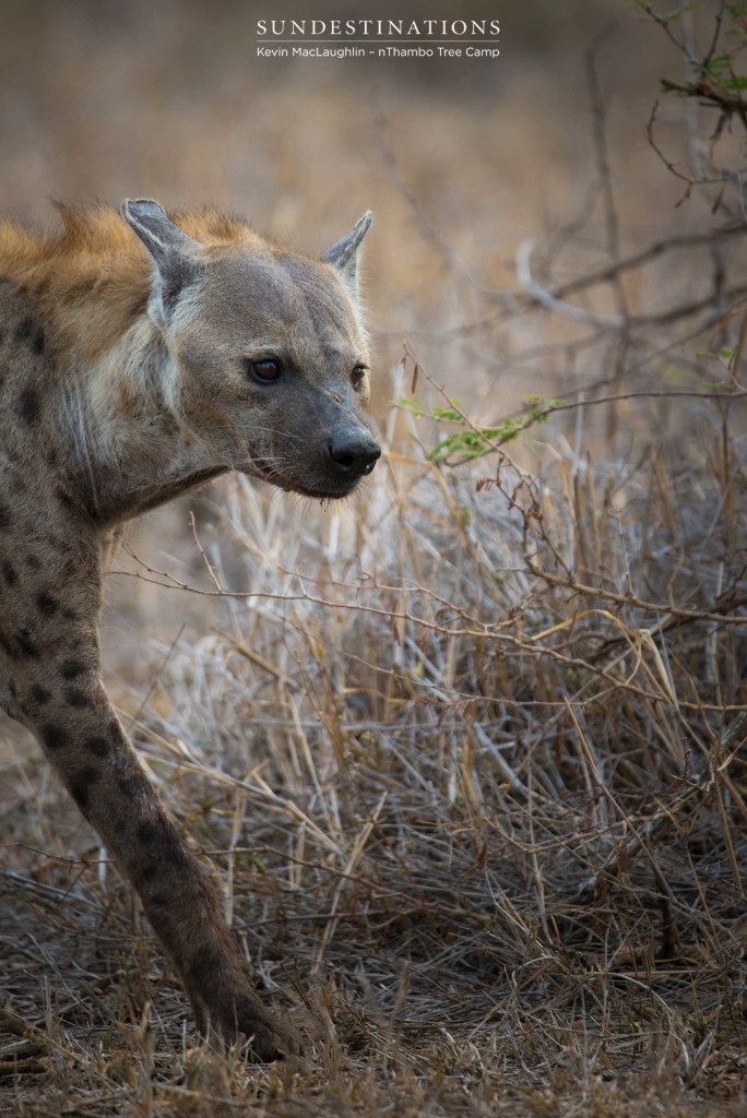 Spotted hyena steals wild dog kill