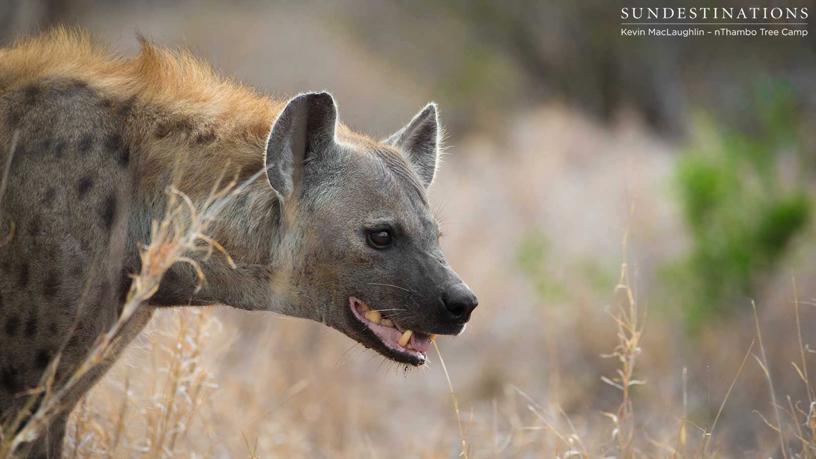 Soptted hyena scavenges wild dog kill