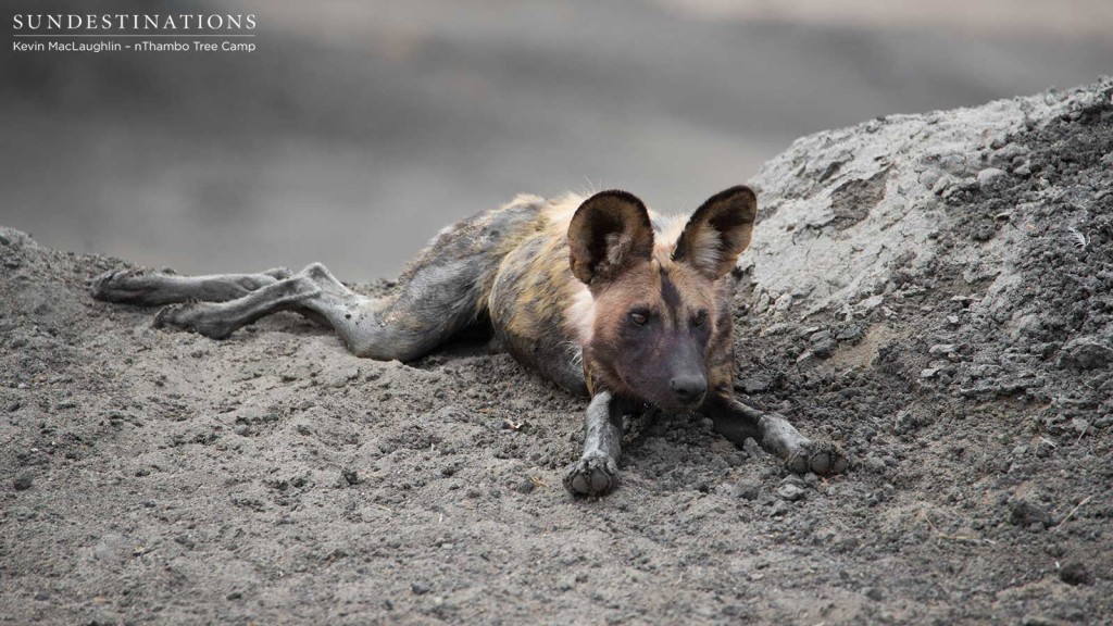 Blood-stained wild dog on a greyscale background