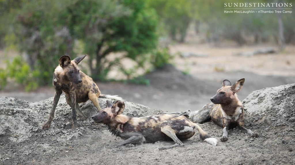 Wild dogs taking a rest at Buffel Dam