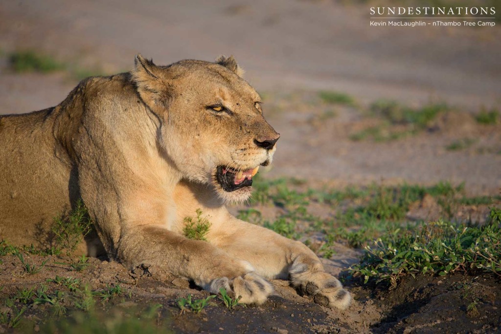 Panting after feasting on a buffalo