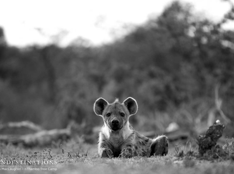 Week in Pictures: The Dance of the Wild