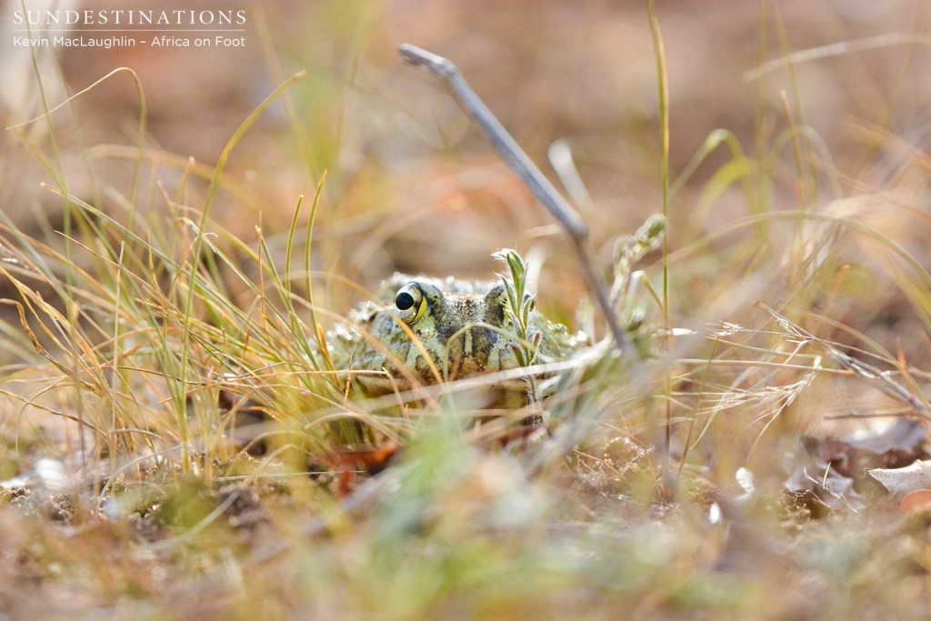 Unusual animals are seen out and about, like this African bullfrog, which is only active during the rains