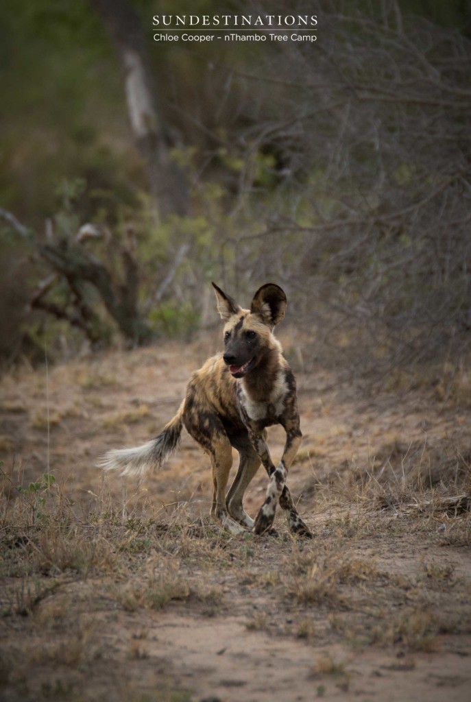 Dancing wild dog