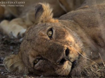 We know the Trilogy males, we know the Ross Pride, and we know the Ross split-off prides, being the Ross Breakaway females and the Hercules Pride. We can count on any and all of these prides to make an appearance on our immediate traverse regularly as all of their territories criss cross the area, while […]