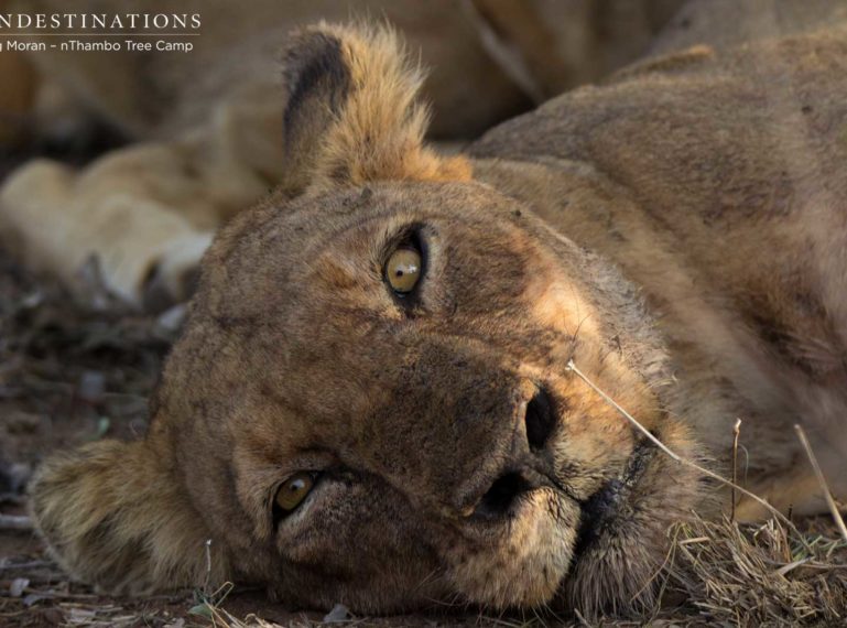 New Lions Seen on Game Drive in Klaserie