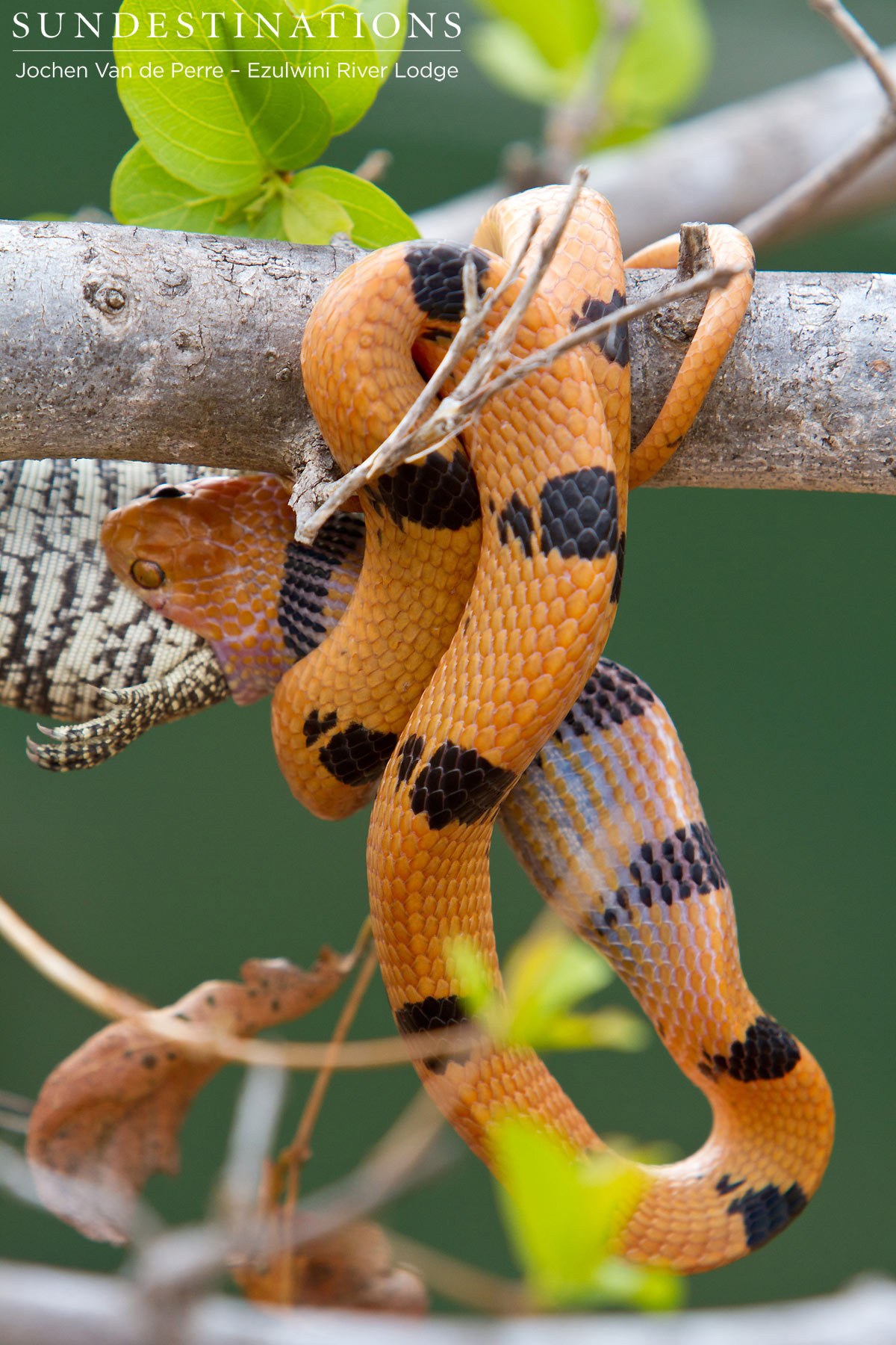 African Eastern Tiger Snake