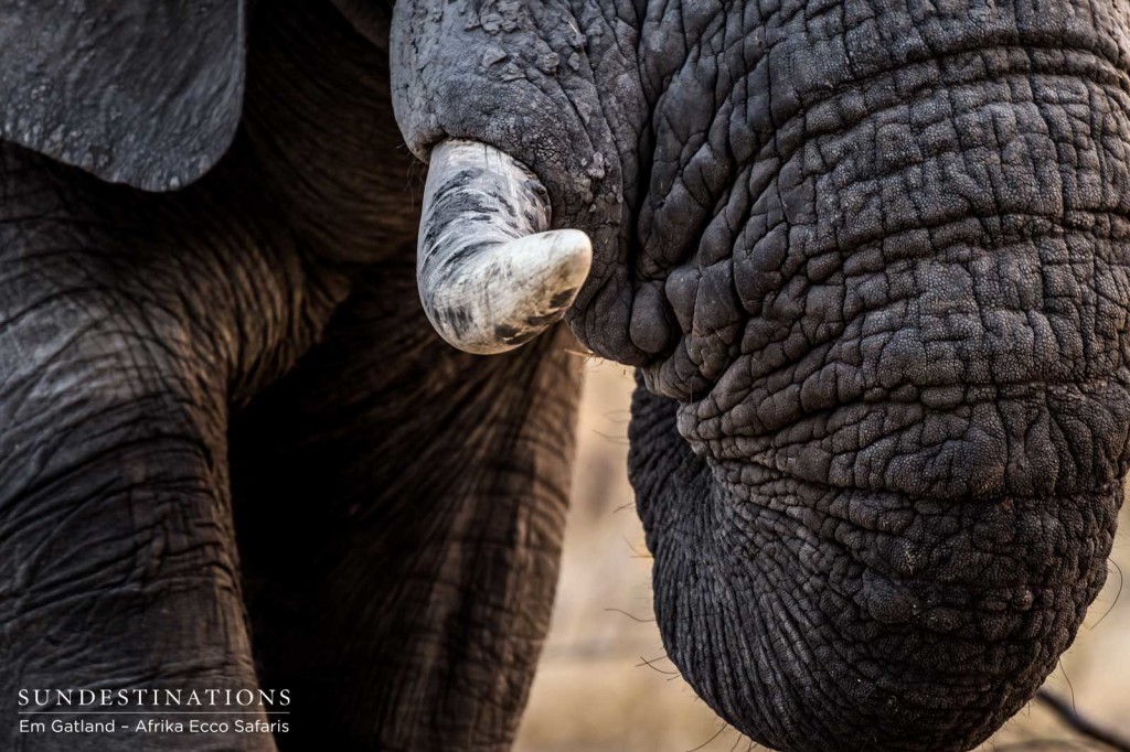 Elephant tusk