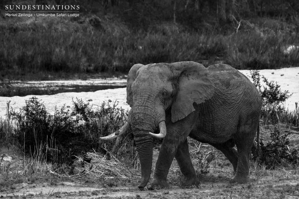 Giant elephant bull on the Sand River