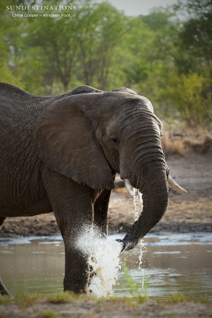 Elephant drinking at Jason's Dam