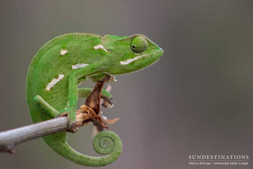 Flap neck chameleon