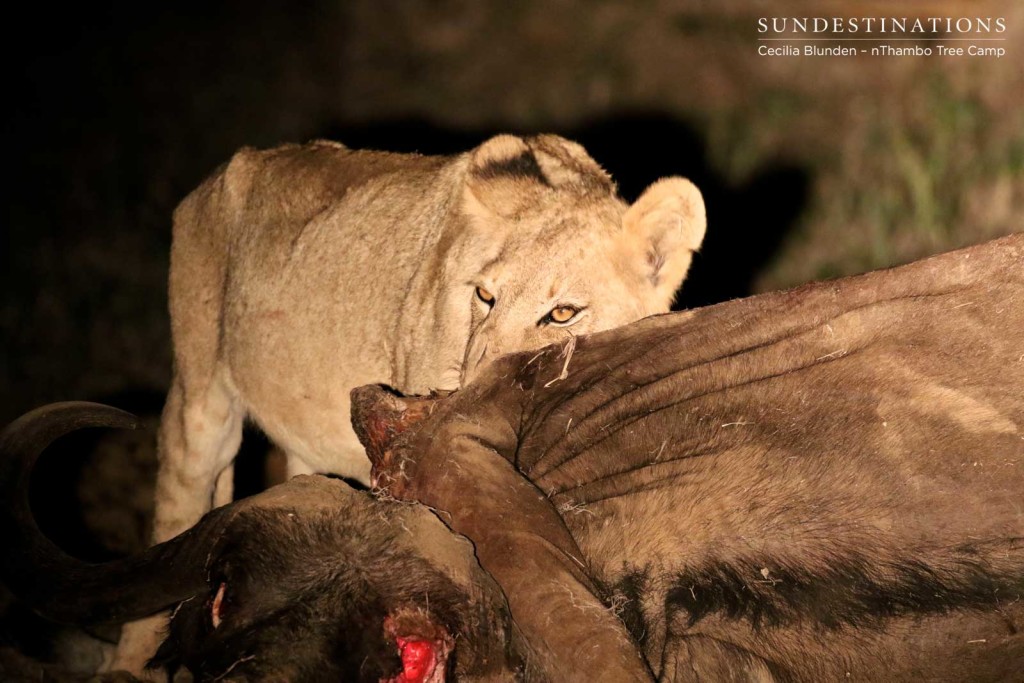 Young Hercules Pride member seen late last year