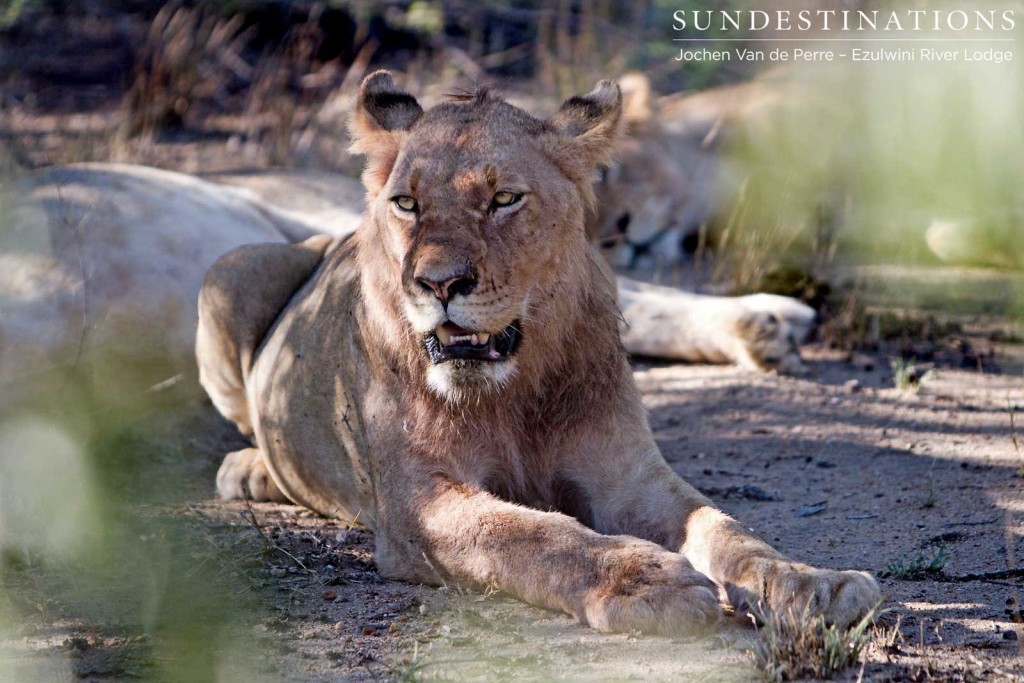 Bloodied young Olifants West lion