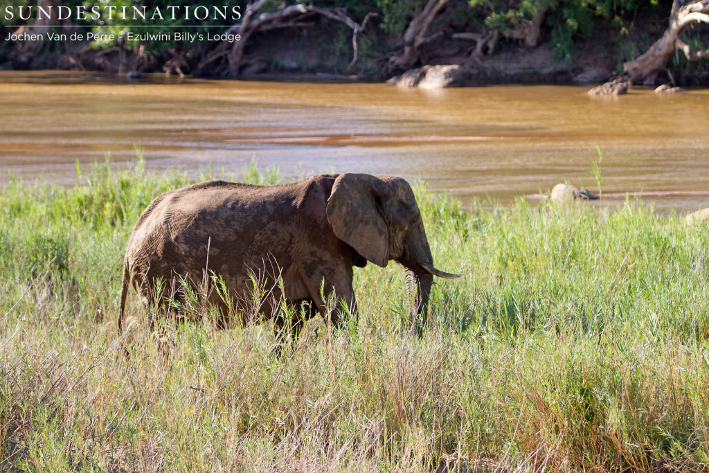 Ambling along the Olifants River