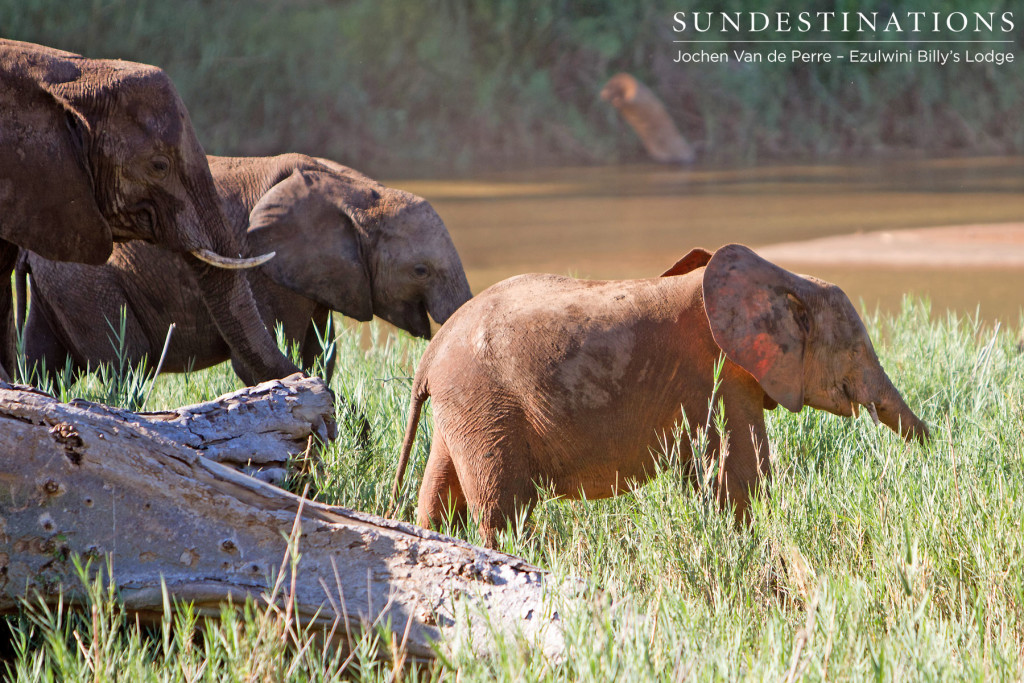 Elephants on the riverbank