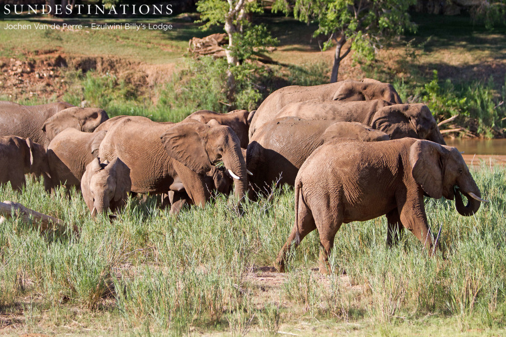 Breeding herd of elephants on the Olifants Riverbank