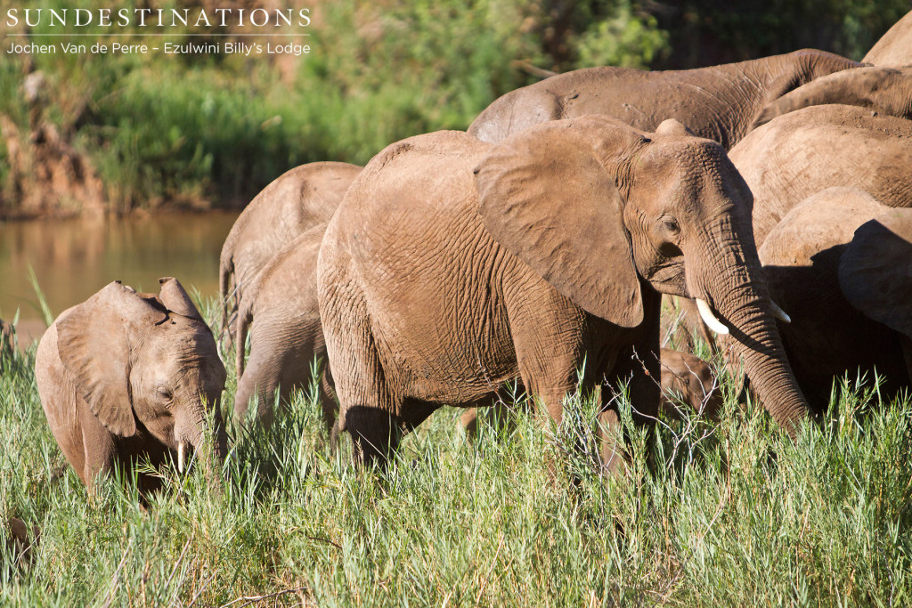 Elephants gathering on the Olifants River