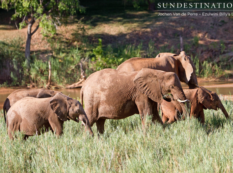 Elephants on the ‘Elephants River’