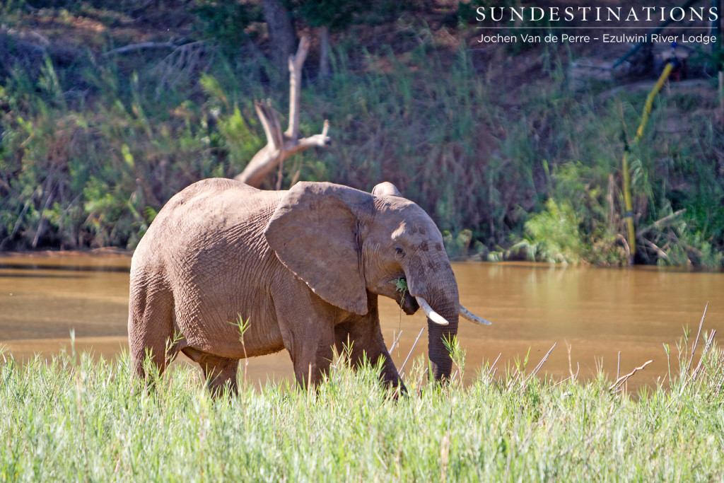 Elephants enjoying the river