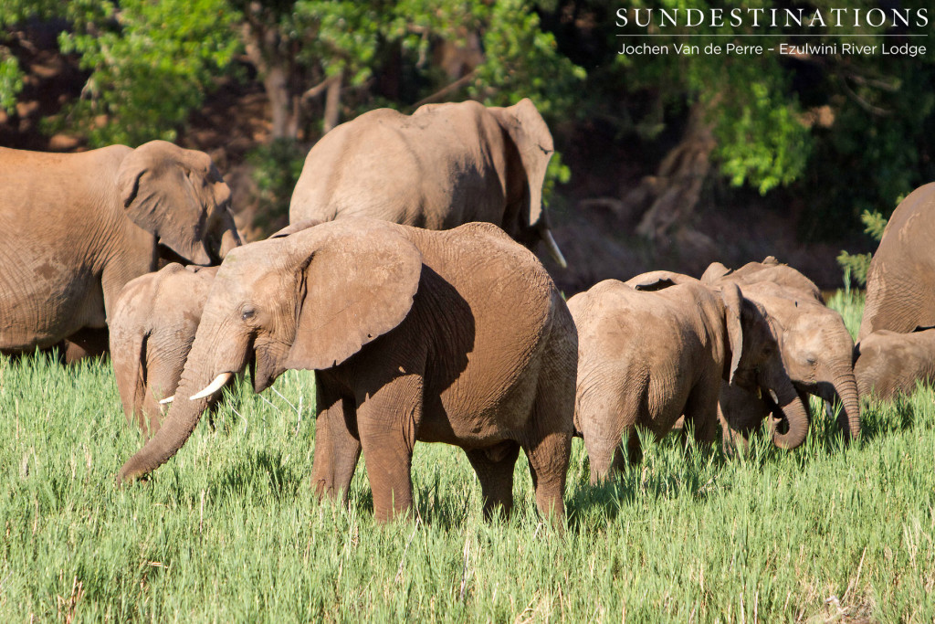 Elephant herd