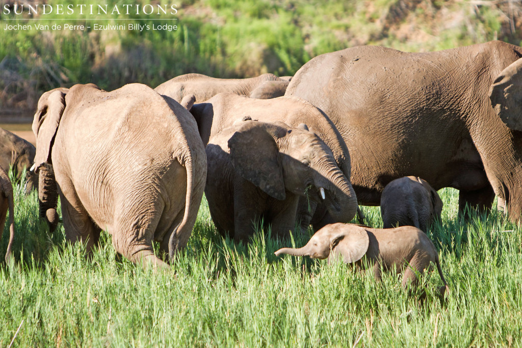 Baby elephant in the herd