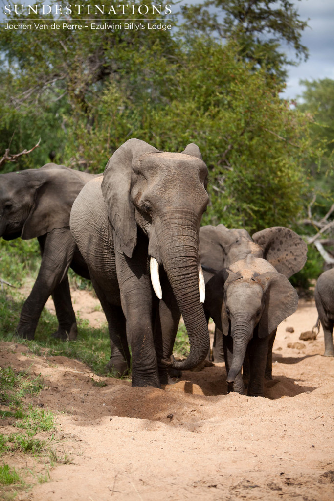 Elephant herd digging for water